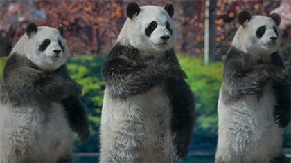 Commercial: Tai Chi Pandas