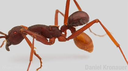 True Facts: Army Ant Riders